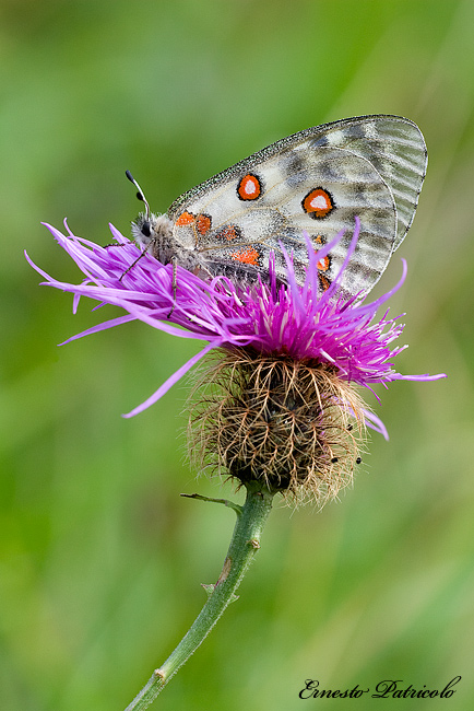 da identificare - Parnassius apollo